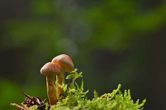 野生硬柄小皮伞蘑菇图片