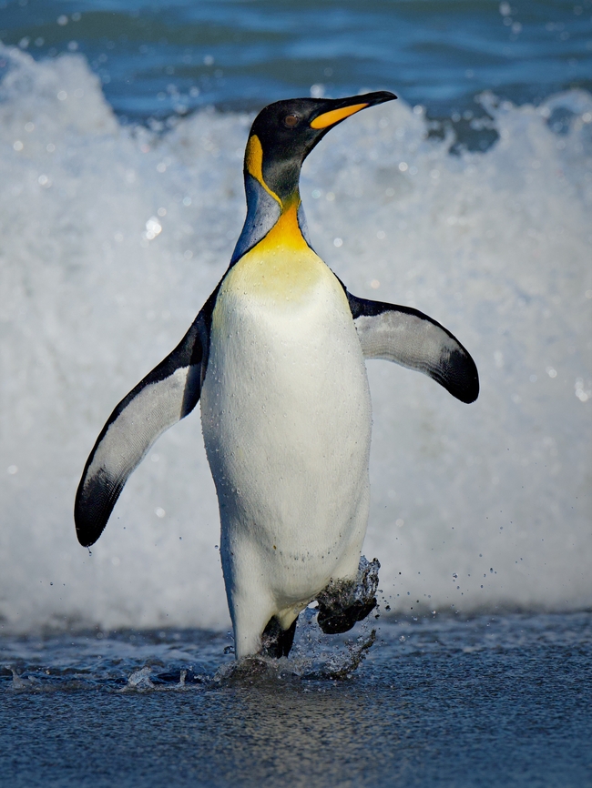 巴布亚企鹅图片