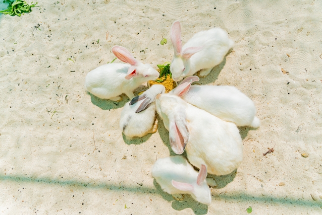 一群白色小兔子图片