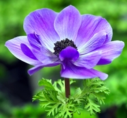 紫色银莲花开图片