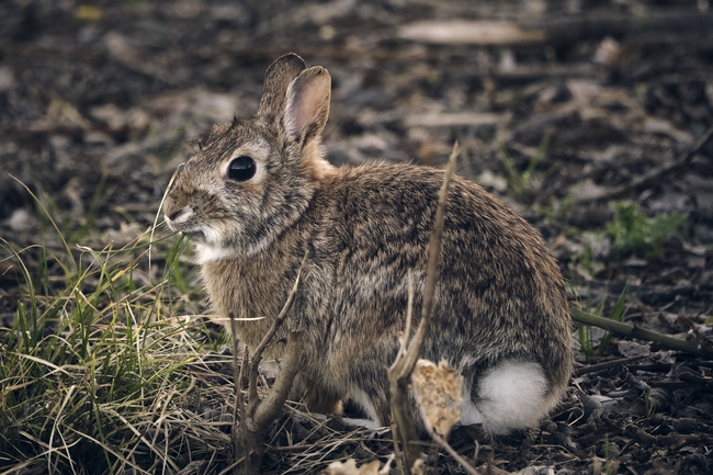 户外荒野灰色兔子图片