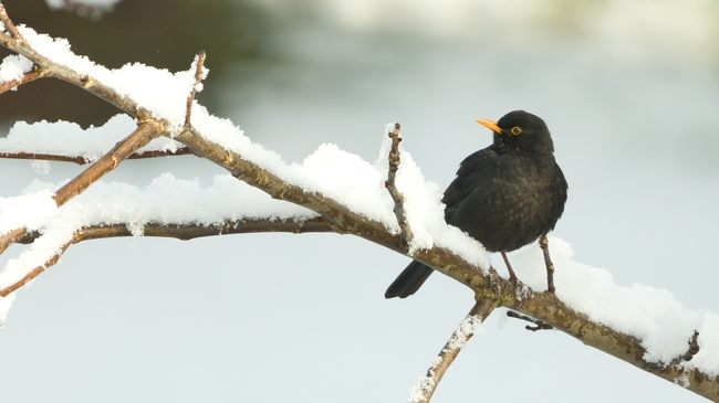 冬季积雪覆盖树枝黑鸟图片