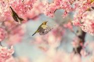 春天鸟语花香风景图片