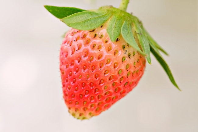 健康有机新鲜红色草莓图片