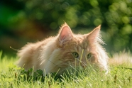 趴在草地上晒太阳的萌宠小猫图片