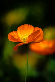 春天橙黄色罂粟花图片