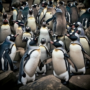 南极洲企鹅群图片