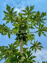 蓝天绿色木瓜树图片