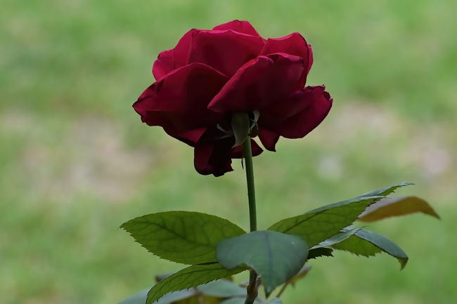 妖娆酒红色玫瑰花图片