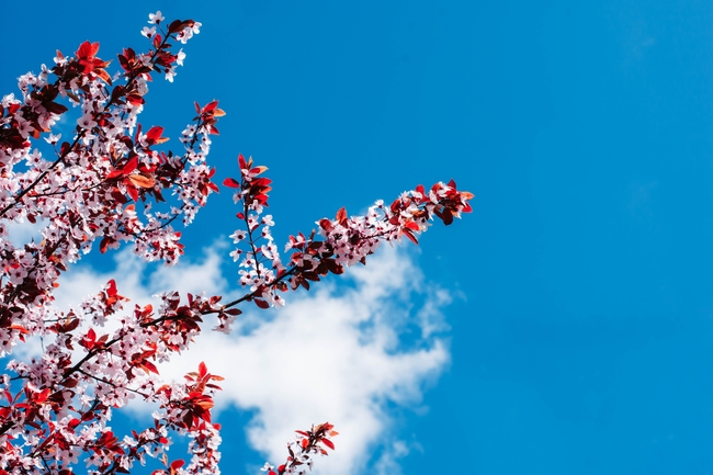 蓝天白云日本樱花摄影图片