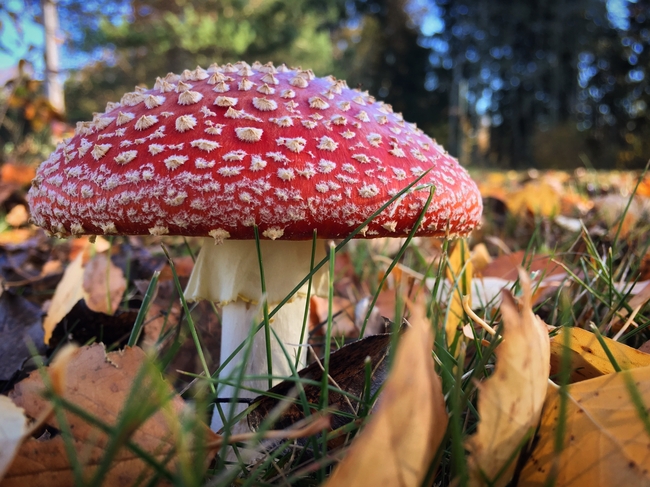 红色飞木耳蘑菇摄影图片