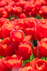 美丽的红色郁金香花海图片