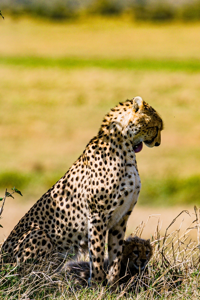 非洲大草原野生猎豹图片