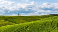 意大利托斯卡纳绿色草地风光摄影图片