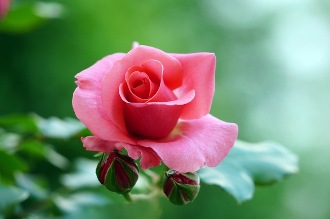 花园粉色玫瑰花微距摄影图片