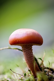 红色野生真菌蘑菇图片