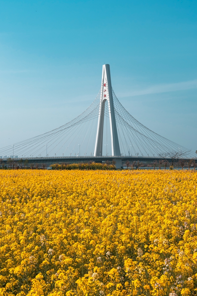 吊桥建筑黄色油菜花海风景图片