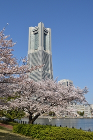 春天樱花现代高楼建筑图片