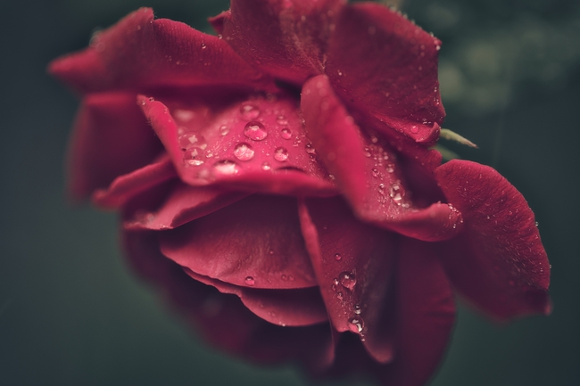 春天雨后玫瑰花意境摄影图片
