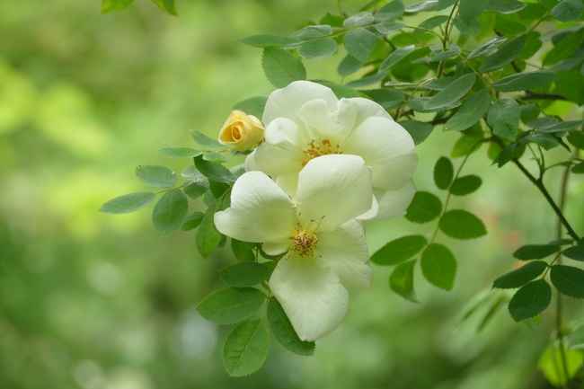 春天白色蔷薇花植物摄影图片