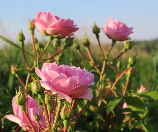 荒野野生粉色玫瑰花图片