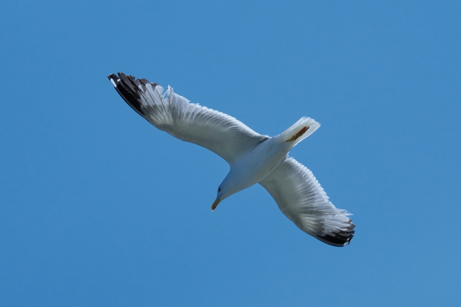 蓝色天空展翅翱翔的海鸥图片