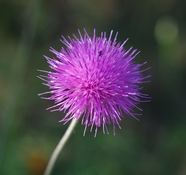 春天紫蓟花植物摄影图片
