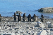 可爱小企鹅排排站摄影图片