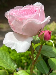 清新淡雅粉色玫瑰花图片