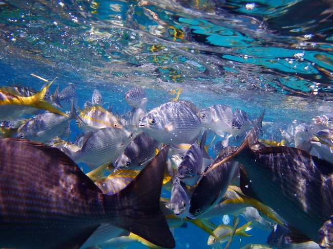 蓝色深海五颜六色鱼群摄影图片