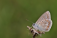 野生灰色斑蝶图片
