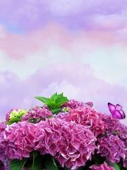 紫色绣球花背景图片
