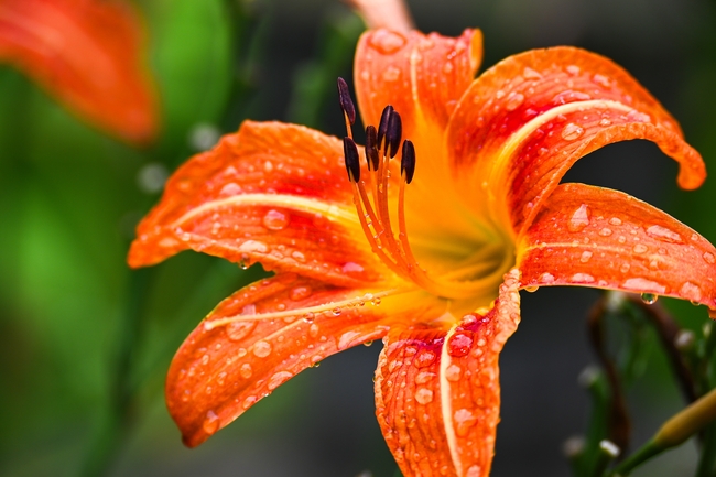 雨后橙色百合花摄影图片