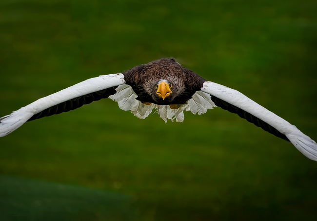 太平洋海鹰展翅飞翔图片