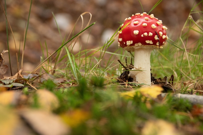秋天森林地面红色野蘑菇图片