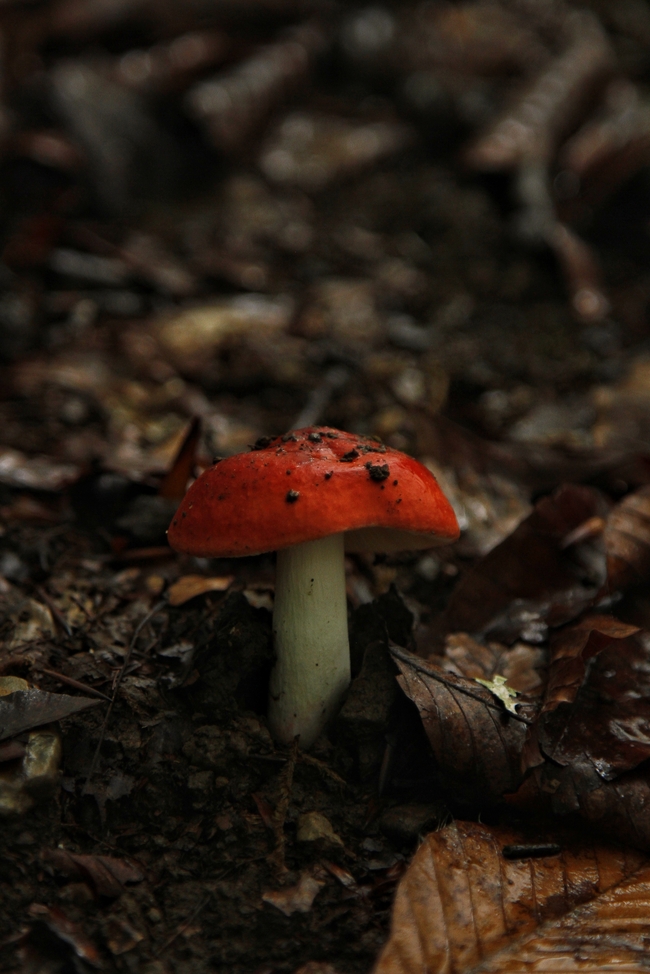 春天地面破土而出的红蘑菇图片