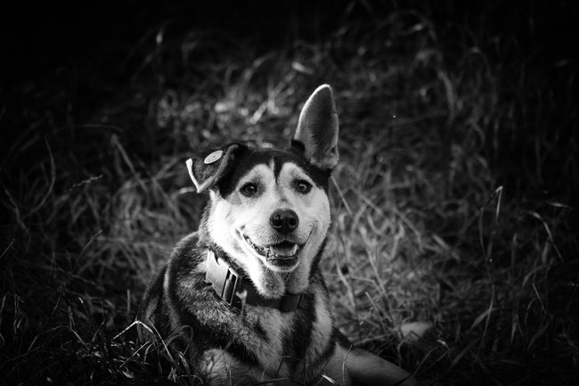 草地西伯利亚雪橇犬黑白摄影图片