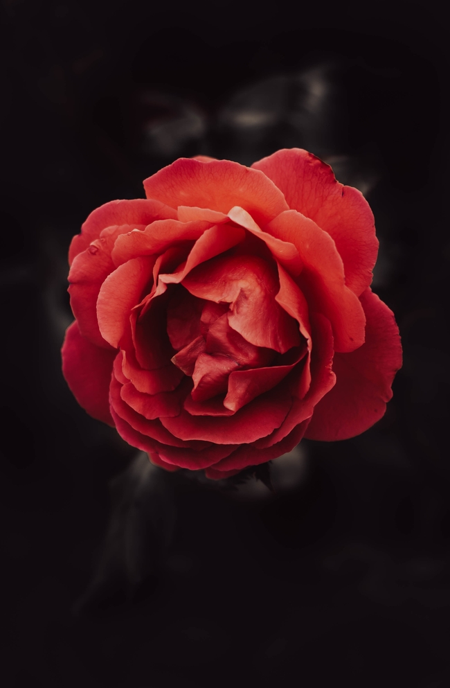 血红色妖娆玫瑰花摄影图片