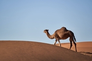 行走在荒漠上的骆驼图片