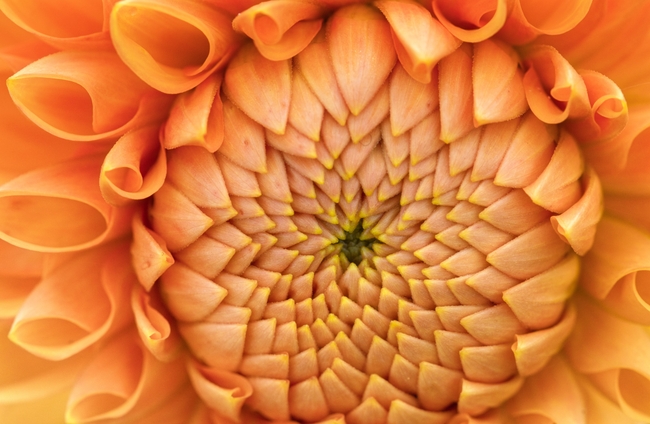 微距特写橙色大丽菊摄影图片