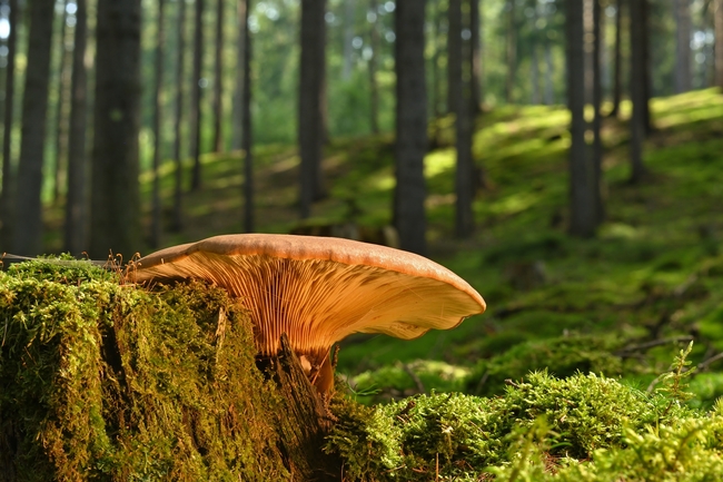 夏日森林青苔蘑菇摄影图片