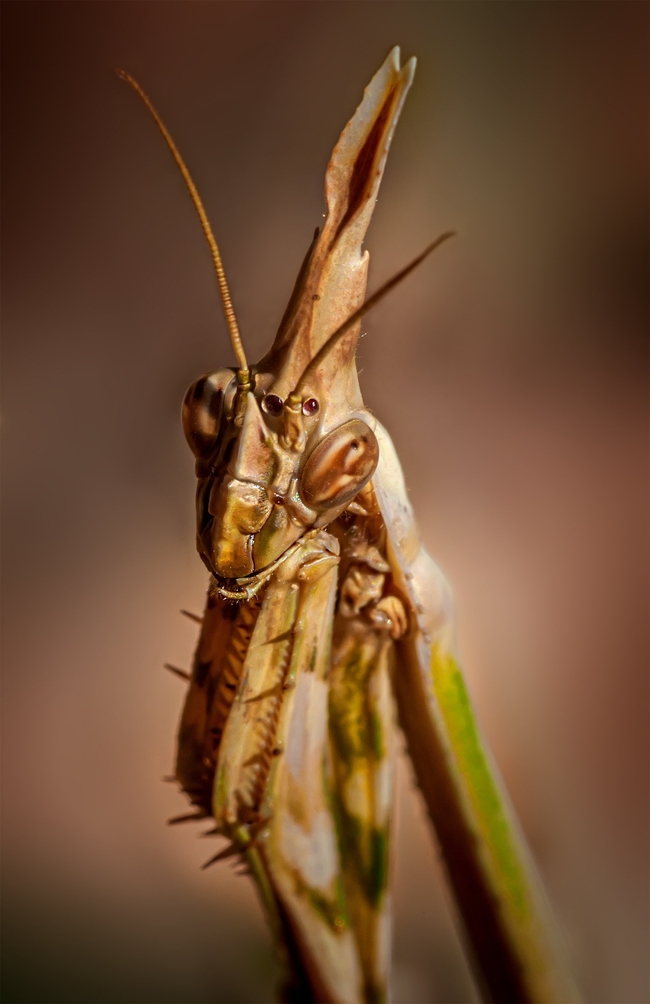 野生螳螂微距摄影图片