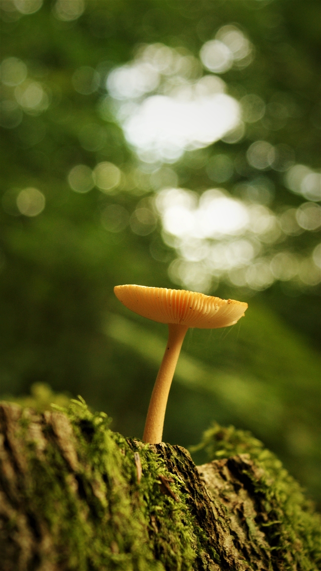 野生青苔硬柄小皮伞蘑菇摄影图片