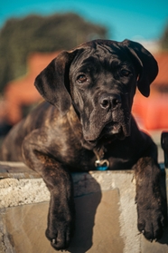 可爱慵懒的黑色小狗摄影图片