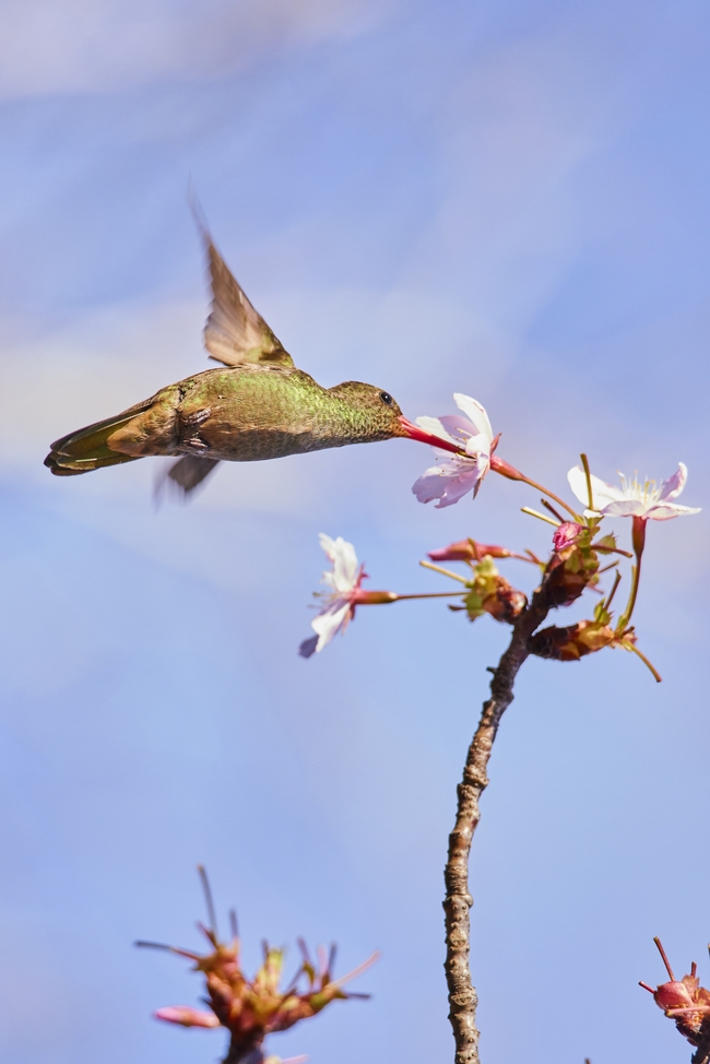 蜂鸟吸吮樱花蜜摄影图片