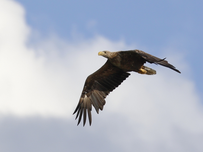 自由飞翔的白尾鹰摄影图片