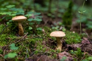 森林地面野生真菌蘑菇摄影图片