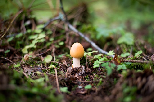 野生润滑锤舌菌蘑菇图片
