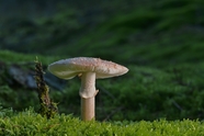 森林地面珍珠菌蘑菇苔藓图片