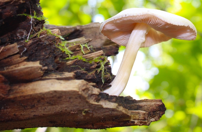 野生白色小蘑菇摄影图片